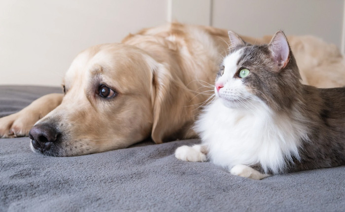 An adult golden retriever and a gray and white cat live in harmony indoors.